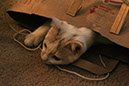Img_7878_Nilo
